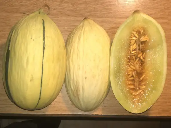 Melonen: Blanc de Aldover melone