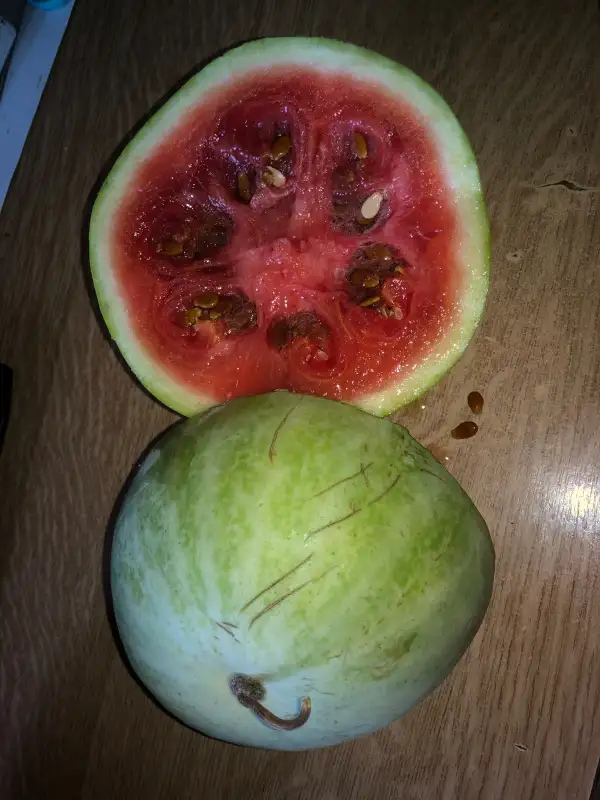 Obst: Blanca de Jaraiz de La Vera wassermelone