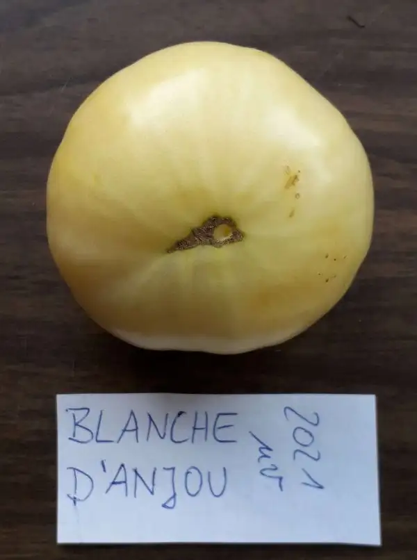 Tomaten: Blanche d