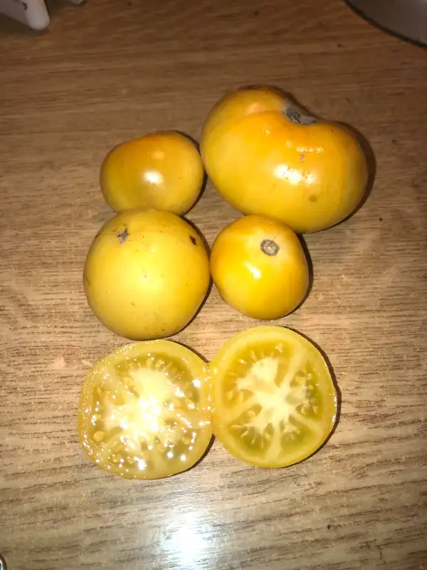 Tomaten: Blanche de Prusse