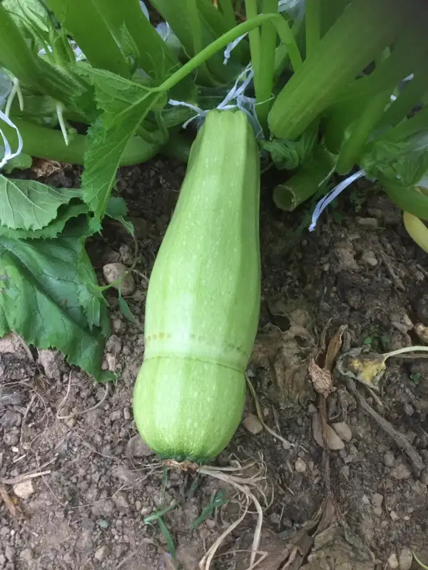 andere Gemüse: Blanche de Trieste zucchini