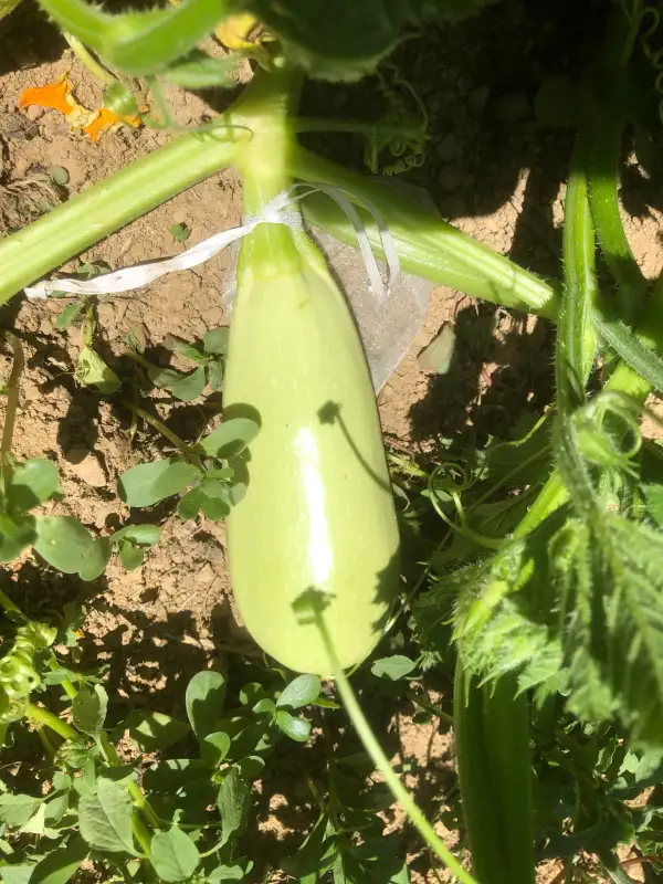 andere Gemüse: Blanco de Córrer de Aguilar de Segarra zucchini