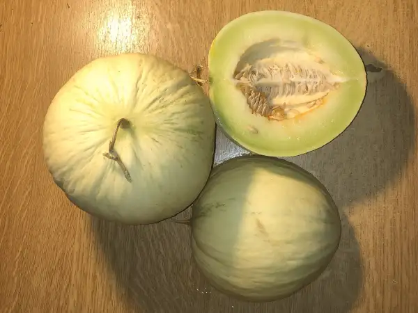 Melonen: Blanco de Mallorca melone