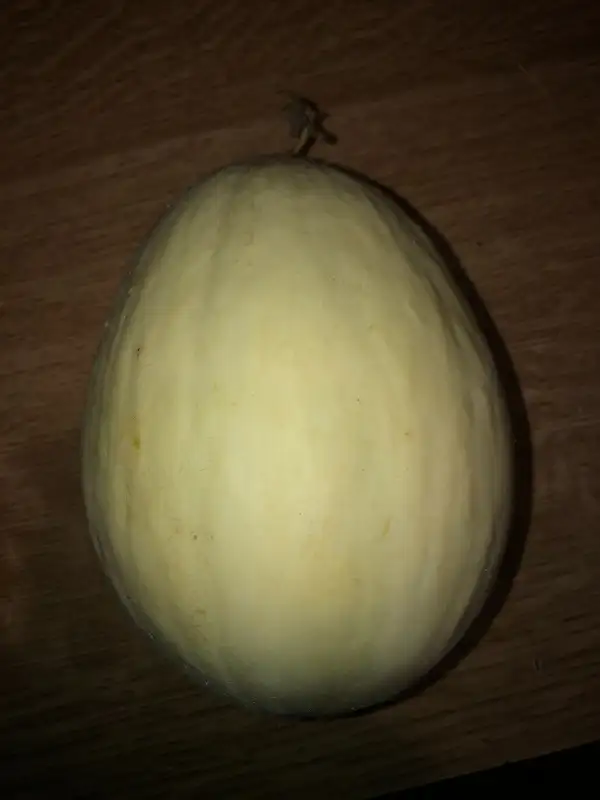 Obst: Blanco de Ontinyente melone