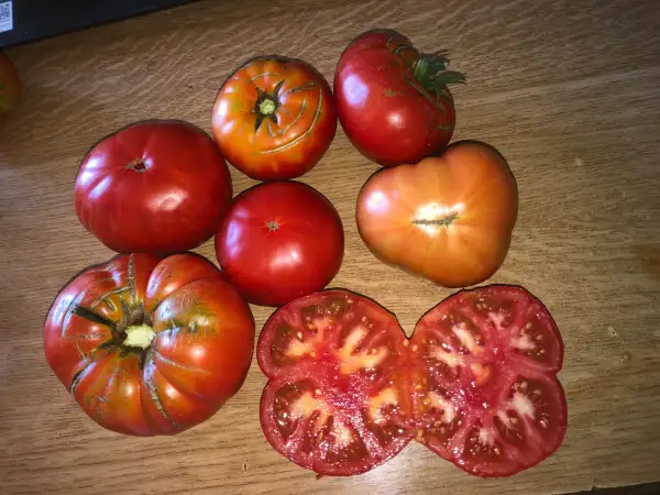 Tomaten: Blanco de País de Cádiz