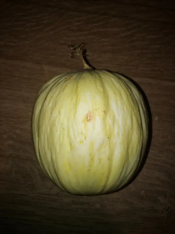 Obst: Blanco de San Lucar melone