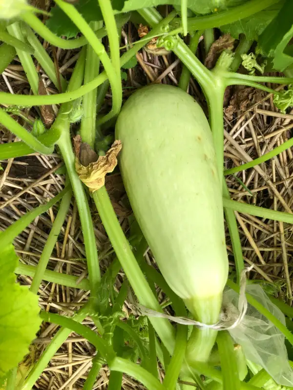 andere Gemüse: Blanco Rastrero de Mazariegos zucchini