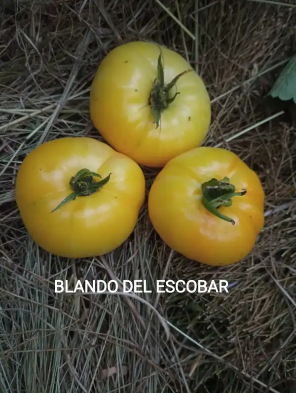 Tomaten: Blando del Escobar