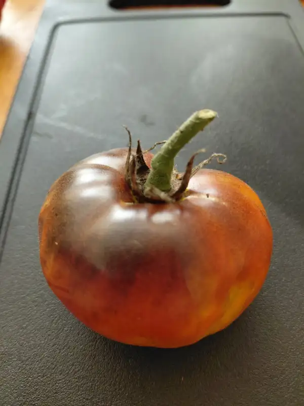 Tomaten: Blaue Ananas