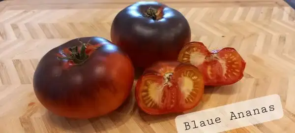 Tomaten: Blaue Ananas