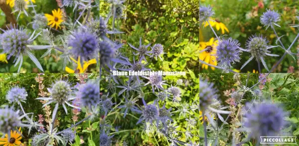 Blumen: Blaue Edel Distel