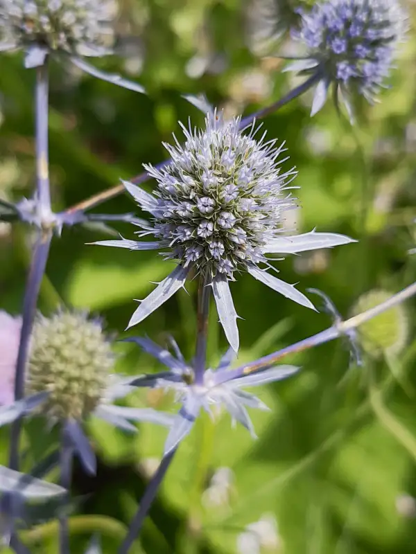 Stauden / Gehölz: Blaue Edeldistel, Mannstreu, eryngium planum