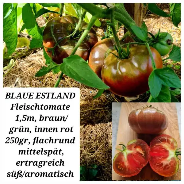 Tomaten: BLAUE ESTLAND