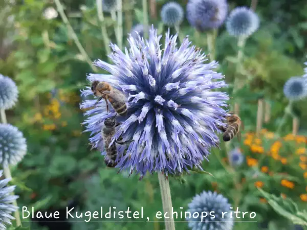 Blumen: Blaue Kigeldistel, echinops ritro