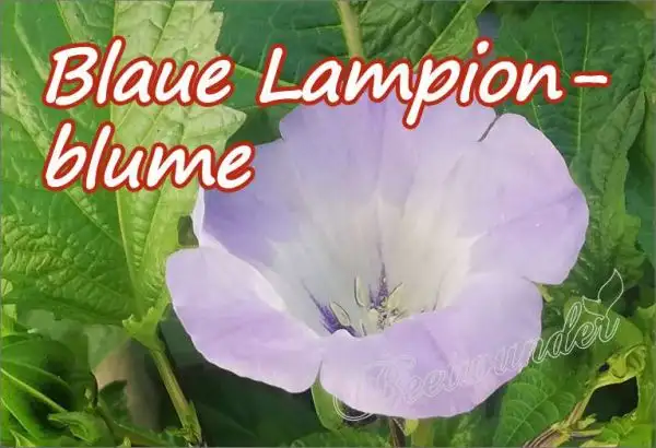 Blumen: Blaue Lampionblume