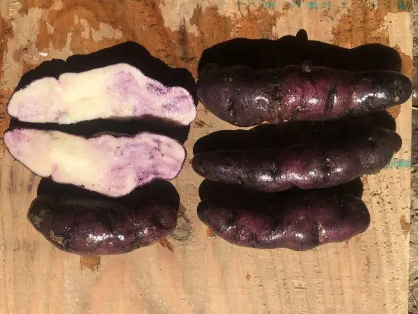 Kartoffeln: Blaue Tannenzapfen