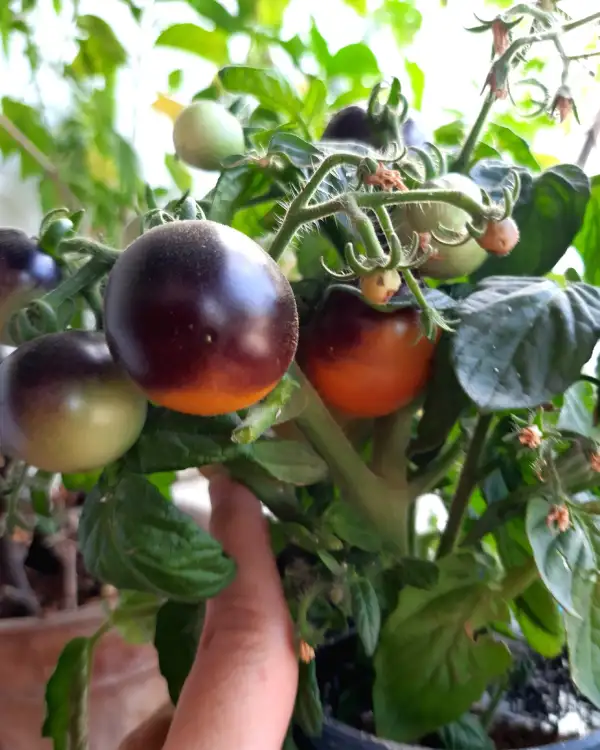 Tomaten: Blaue Zimmer tomate