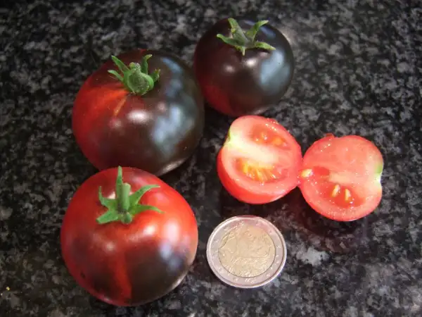 Tomaten: Blaue Zimmertomate - Zwergtomate