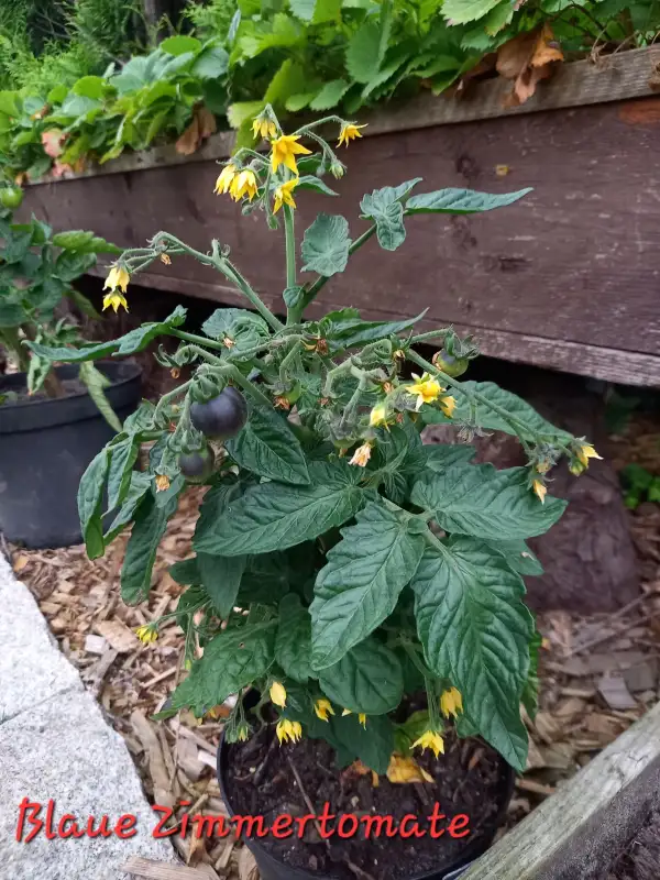 Tomaten: Blaue Zimmertomate