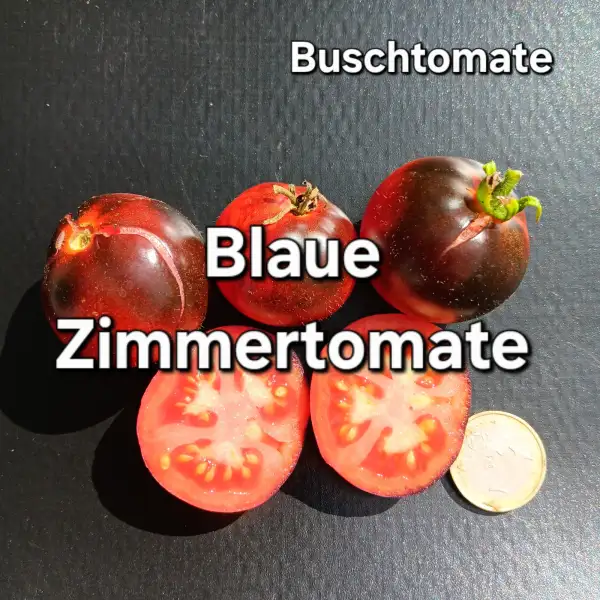 Tomaten: Blaue Zimmertomate