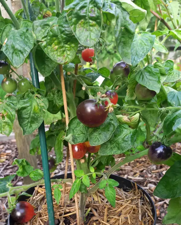 Tomaten: Blaue Zimmertomate
