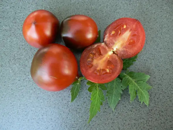 Tomaten: Blaue Zimmertomate
