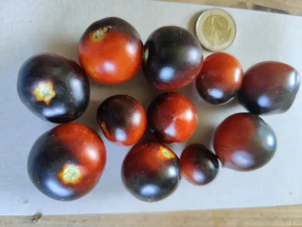 Tomaten: Blaue Zimmertomate