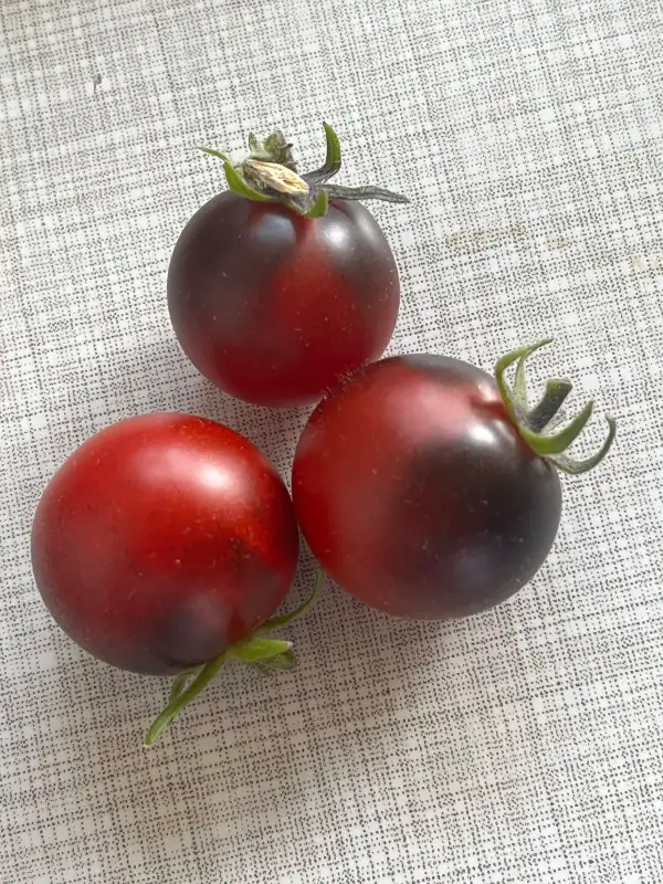 Tomaten: Blaue Zimmertomate