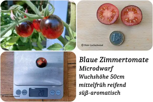 Tomaten: Blaue Zimmertomate