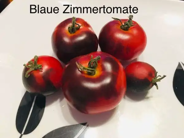 Tomaten: Blaue Zimmertomate