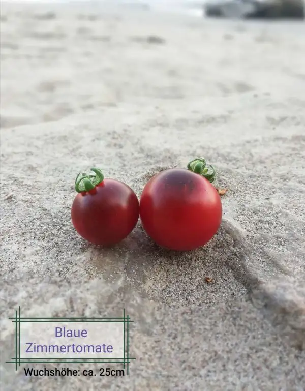 Tomaten: Blaue Zimmertomate