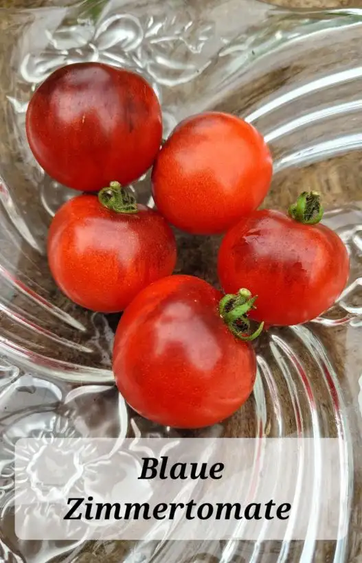 Tomaten: Blaue Zimmertomate