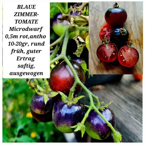 Tomaten: BLAUE  ZIMMERTOMATE