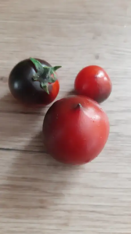 Tomaten: Blaue Zimmertomate