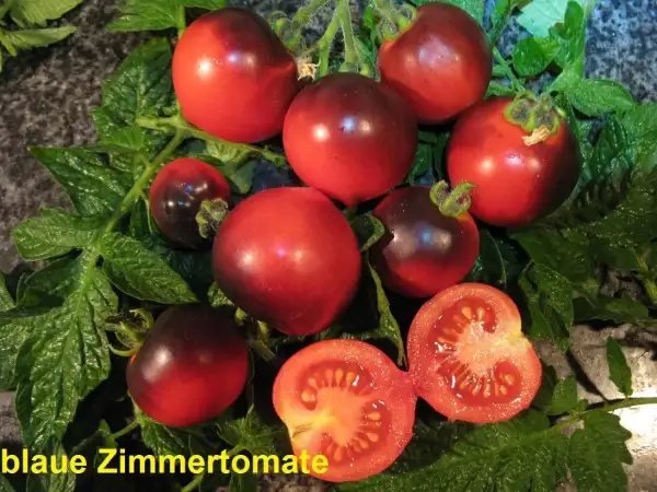 Tomaten: Blaue Zimmertomate