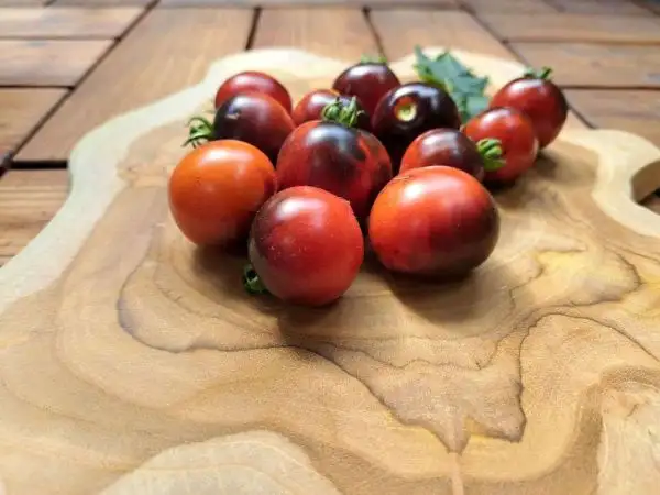 Tomaten: Blaue Zimmertomate (Buschtomate)