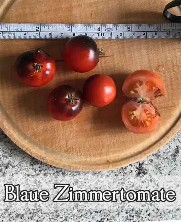 Tomaten: Blaue Zimmertomate (Zwergtomate)