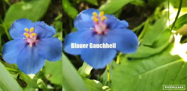 Blumen: Blauer Gaucheil