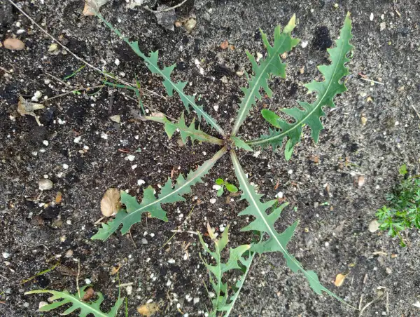 Stauden / Gehölz: Blauer Lattich (Lactuca perennis)