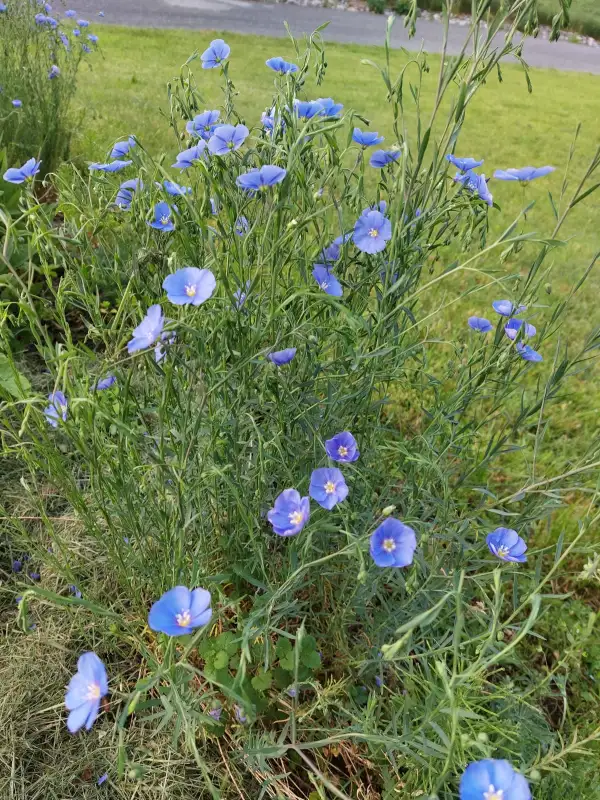 Blumen: blauer Lein winterhart