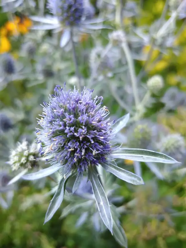 Blumen: Blauer Mannstreu