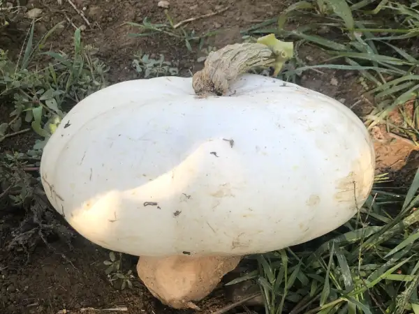 Kürbisse: Blaugrauer Kürbis Staatz