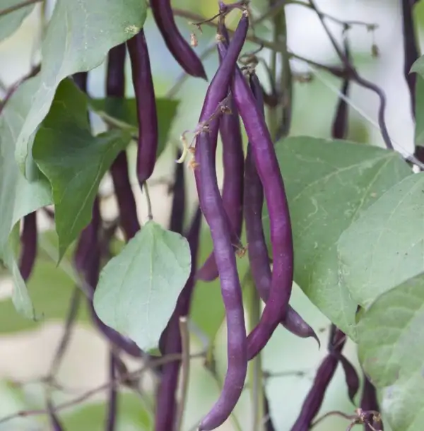 Bohnen: Blauhilde Stangenbohne