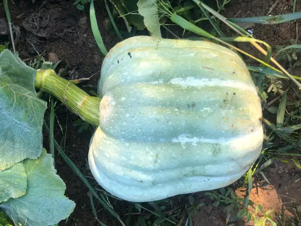 Kürbisse: Blauwe Turkse