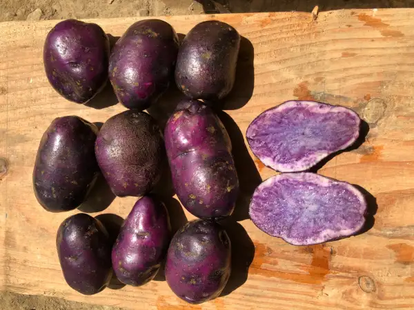 Kartoffeln: Blauwe Wilman