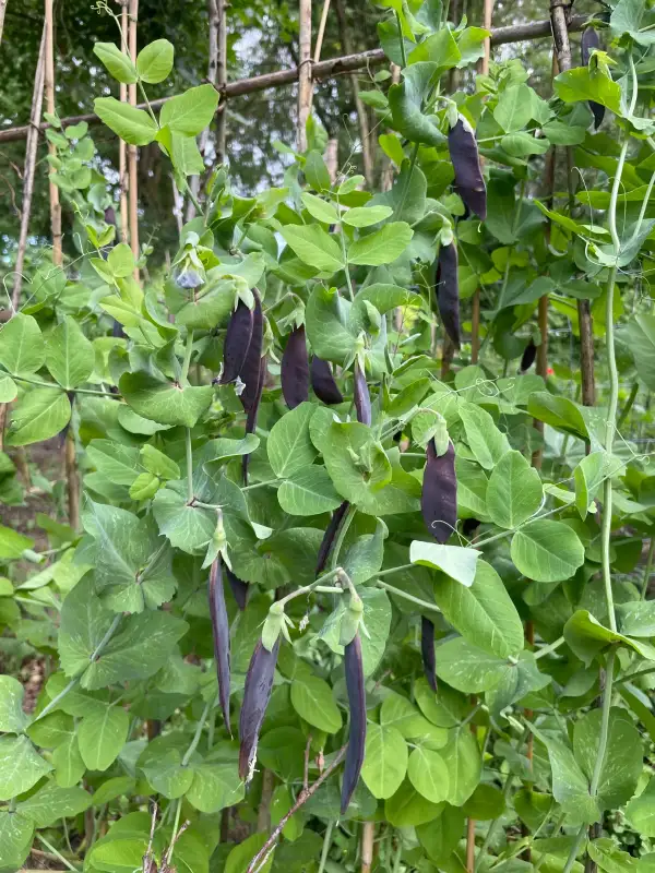 Erbsen: Blauwschokker