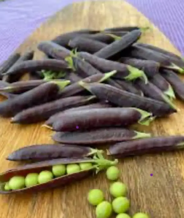 Erbsen: Blauwschokker Erbsen/ Kapuziner Erbse/ Schokoladen Erbse, sehr dekorative Blüte, blaue Schoten, die beim Kochen grün werden, früh geerntet mit Schote essbar, oder später auspalen- Erbsen sind grün.