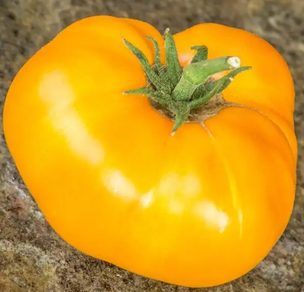 Tomaten: Blazing Beauty