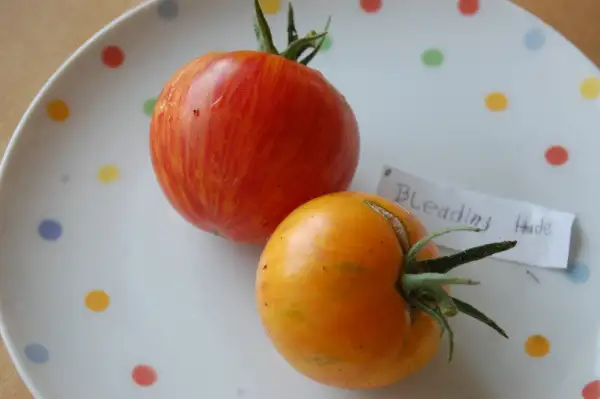 Tomaten: Bleeding Heart