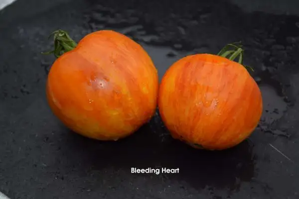 Tomaten: Bleeding Heart